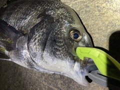 Acanthopagrus schlegelii
