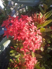 Ixora