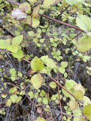 Viburnum ellipticum