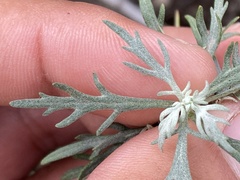 Artemisia palmeri