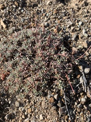 Eriogonum caespitosum