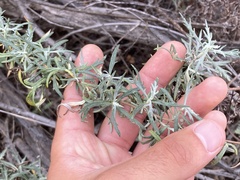 Artemisia palmeri