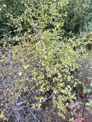 Viburnum ellipticum