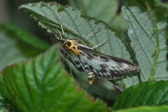 Anania hortulata