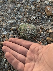 Eriogonum caespitosum