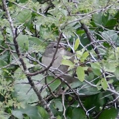 Arremonops rufivirgatus