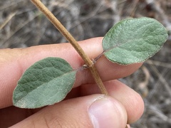 Lonicera subspicata denudata