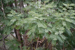 Leucaena pulverulenta