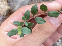 Lonicera subspicata denudata