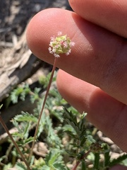 Sanguisorba minor