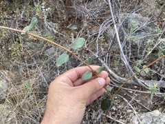 Lonicera subspicata denudata