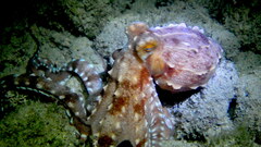 Callistoctopus ornatus