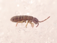 Isotomurus
