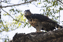 Stephanoaetus coronatus