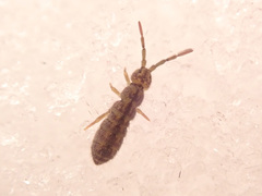 Isotomurus