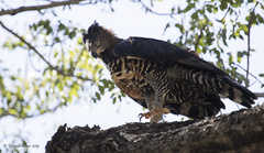 Stephanoaetus coronatus