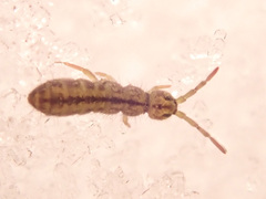 Isotomurus
