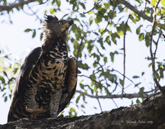 Stephanoaetus coronatus