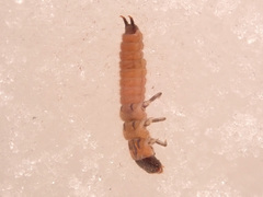 Malachius bipustulatus