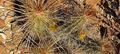 Echinocereus stramineus