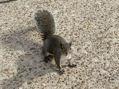 Sciurus carolinensis