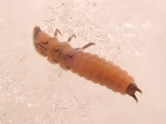 Malachius bipustulatus