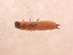 Malachius bipustulatus