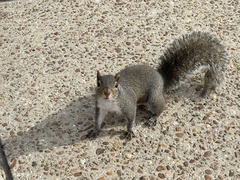 Sciurus carolinensis