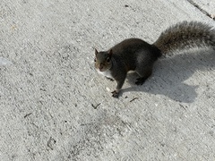 Sciurus carolinensis