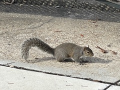Sciurus carolinensis