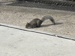 Sciurus carolinensis