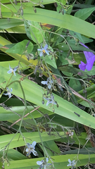 Dianella ensifolia