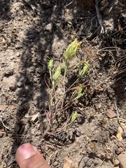 Cordylanthus ramosus