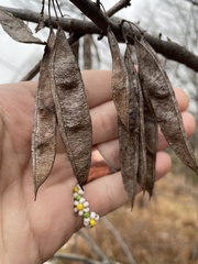 Cercis canadensis