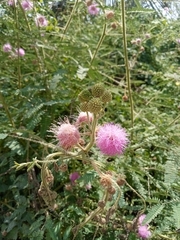 Mimosa diplotricha