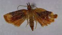 Platynota flavedana