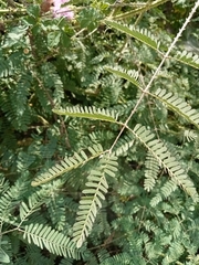 Mimosa diplotricha