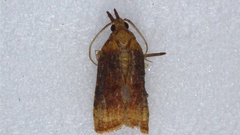 Platynota flavedana