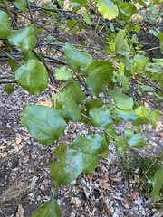 Viburnum ellipticum