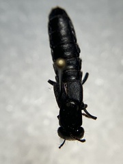 Tasgius melanarius
