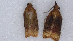 Platynota flavedana