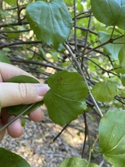 Viburnum ellipticum