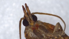 Platynota flavedana