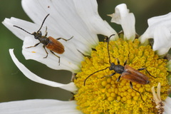 Pseudovadonia livida