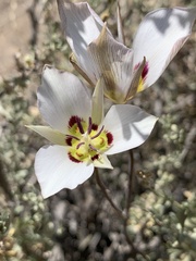 Calochortus bruneaunis