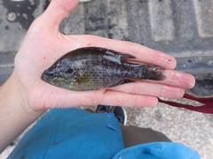 Lepomis gulosus