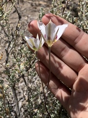 Calochortus bruneaunis