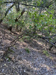 Viburnum ellipticum