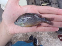 Lepomis aquilensis