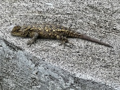 Sceloporus malachiticus